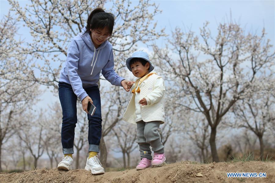 CHINA-GANSU-APRICOT FLOWERS (CN)