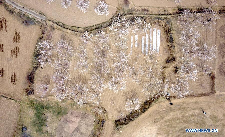 CHINA-GANSU-APRICOT FLOWERS (CN)