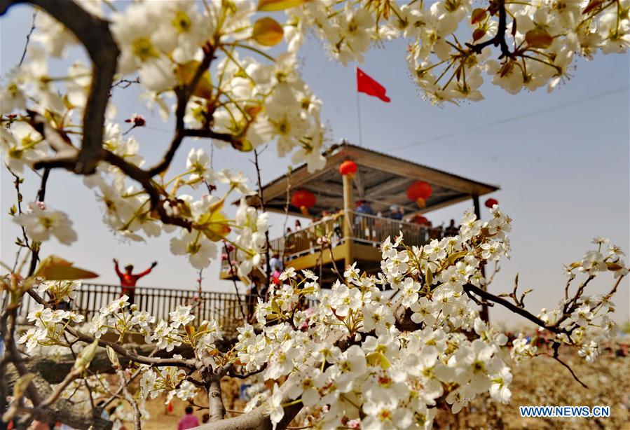 CHINA-SUNING-PEAR BLOSSOMS (CN)