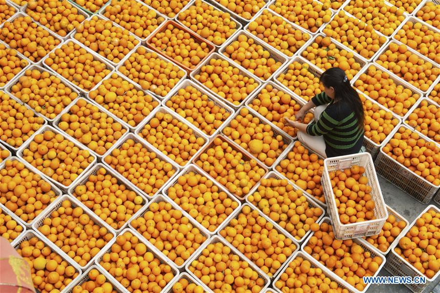 #CHINA-HUBEI-YICHANG-NAVEL ORANGE (CN)