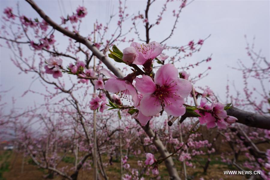 CHINA-BEIJING-SPRING (CN)