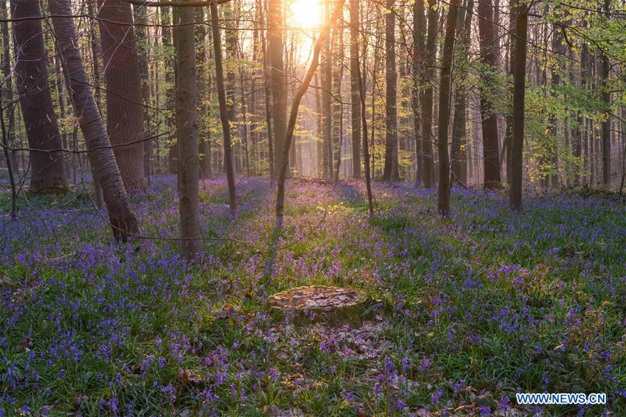 BELGIUM-BRUSSLES-NATURE-BLUEBELLS