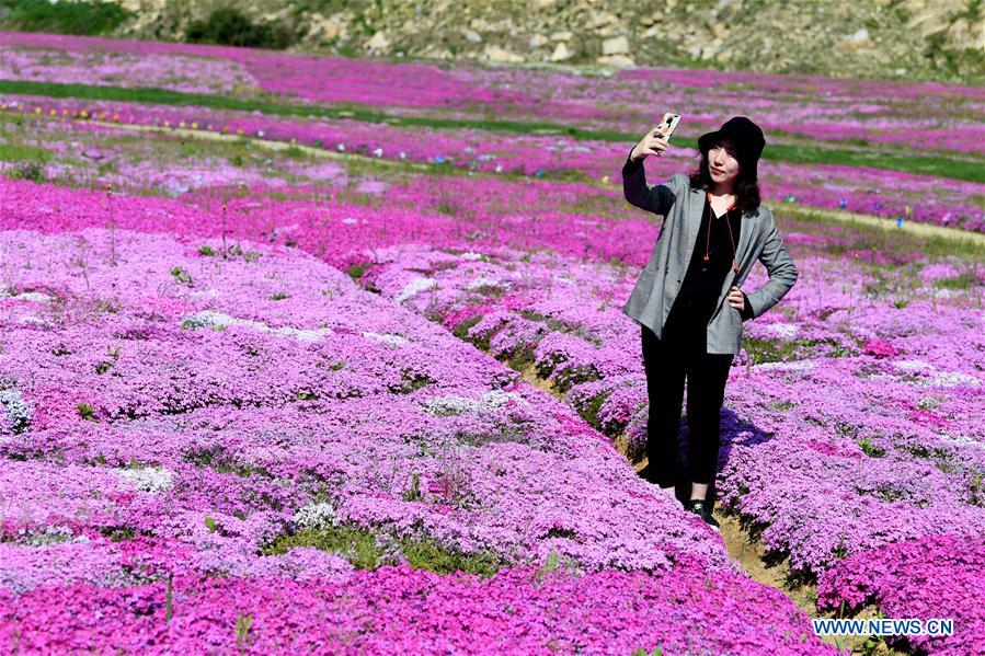 CHINA-ANHUI-FLOWERS-TOURISM (CN)