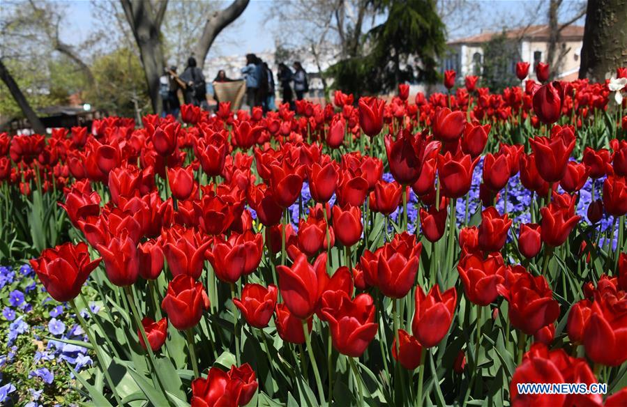 TURKEY-ISTANBUL-GULHANE PARK-TULIPS