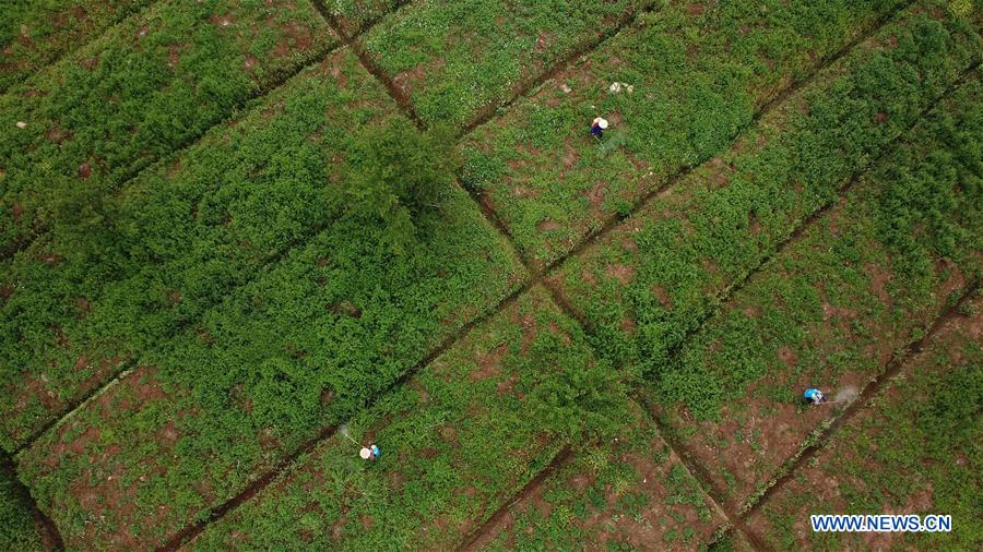 CHINA-ANHUI-FEIXI-SAPLING INDUSTRY (CN)