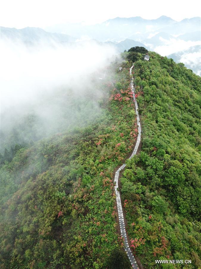 CHINA-ZHEJIANG-PAN'AN-FLOWERS (CN)