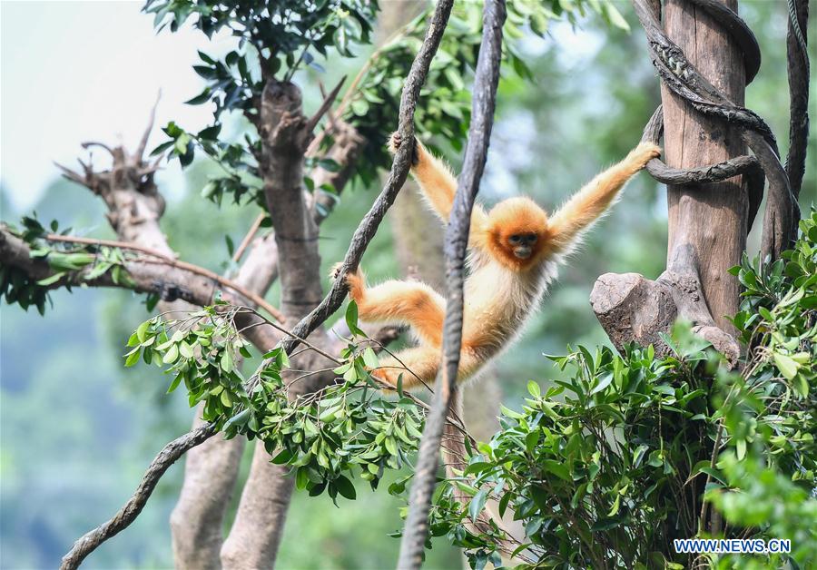 CHINA-GUANGZHOU-GOLDEN SNUB-NOSED MONKEY-NEWBORN (CN)