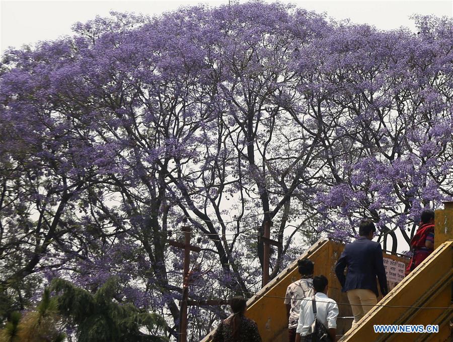 NEPAL-KATHMANDU-JACARANDA-BLOSSOMS