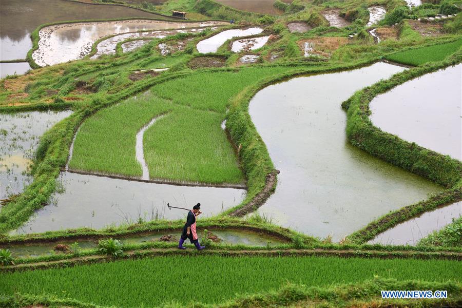 CHINA-GUIZHOU-DANZHAI-TERRACED FIELDS (CN)