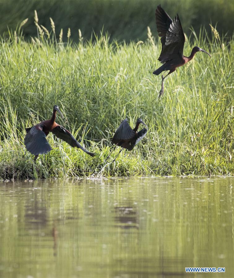 #CHINA-SHAANXI-HANZHONG-GLOSSY IBIS (CN*)