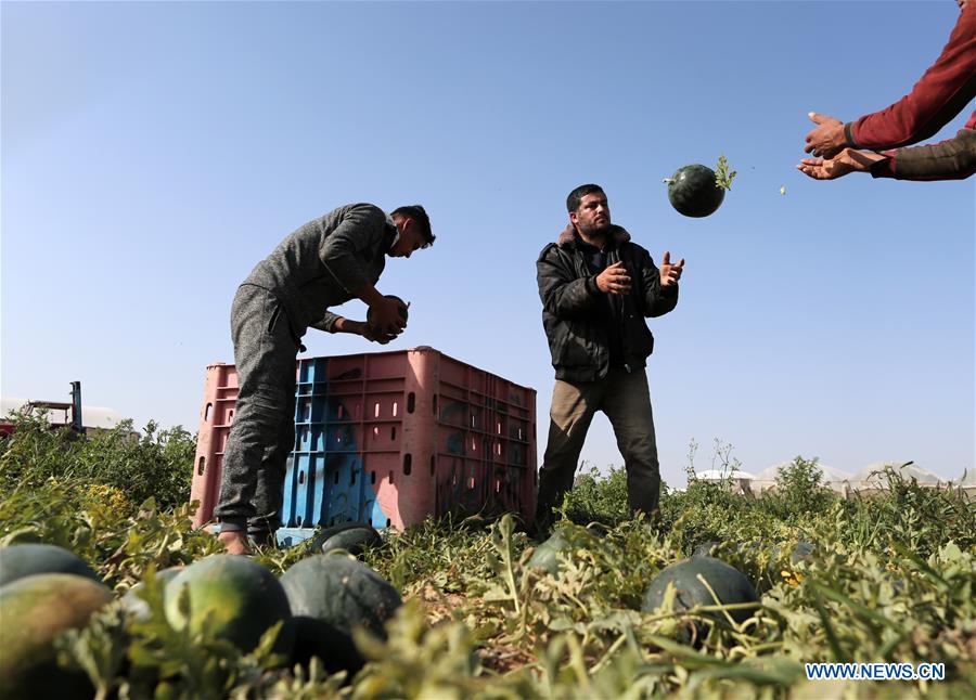 MIDEAST-GAZA-AGRICULTURE-WATERMELON