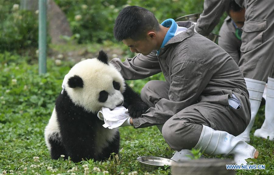 CHINA-SICHUAN-WOLONG-GIANT PANDA KINDERGARTEN (CN)