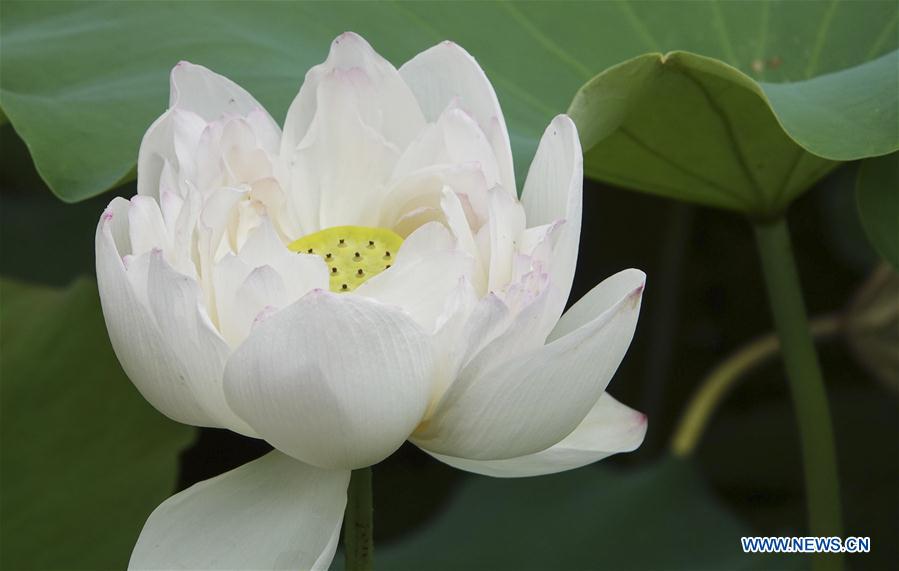 #CHINA-NANNING-LOTUS FLOWER (CN)