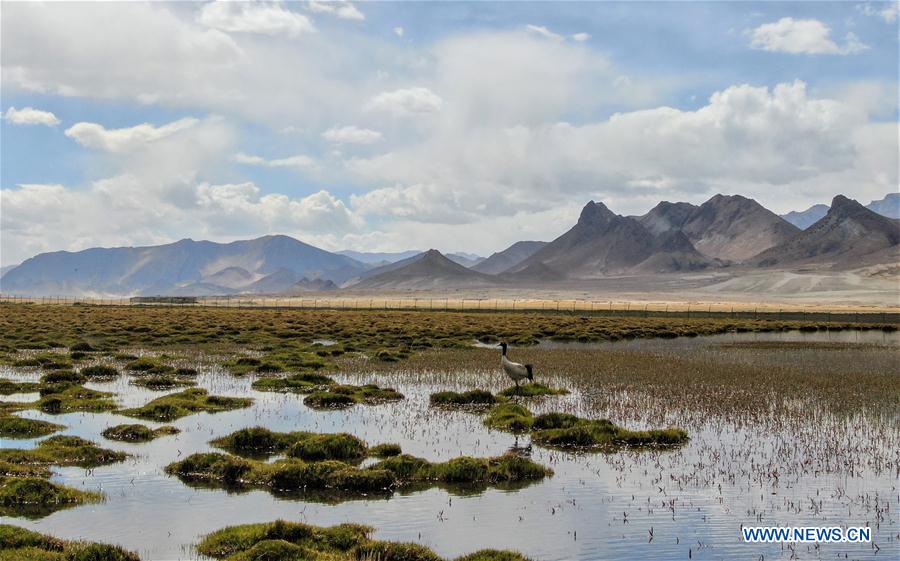 (InTibet)CHINA-TIBET-ECOLOGICAL PROTECTION (CN)