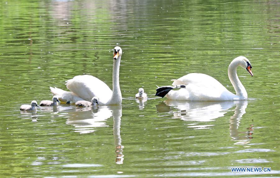 CHINA-SHENYANG-FOREST ZOOLOGICAL GARDEN-ANIMAL CUBS(CN)