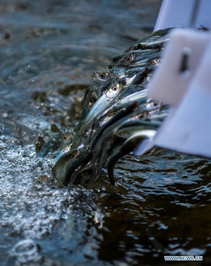 CHINA-YUNNAN-FUXIAN LAKE-FISH FRIES-RELEASING (CN)