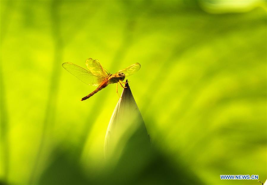 XINHUA PHOTOS OF THE DAY