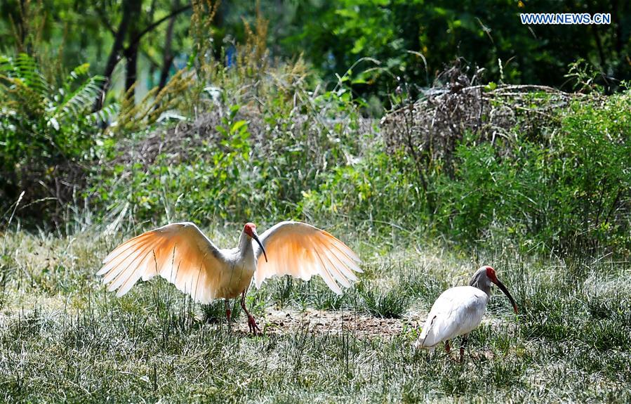 CHINA-SHAANXI-WILD CRESTED IBIS (CN)