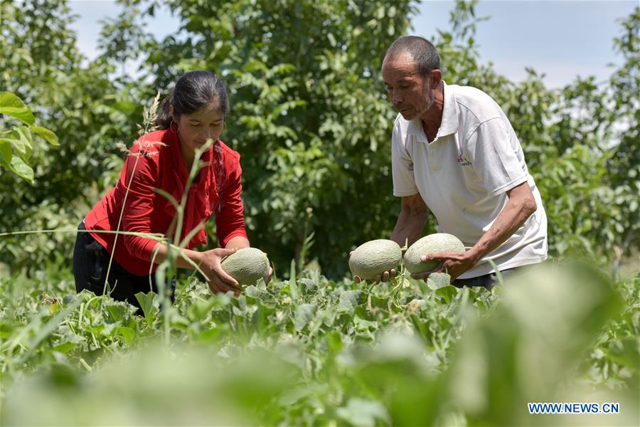 CHINA-XINJIANG-BACHU-MELONS (CN)