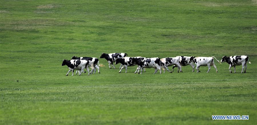 CHINA-DALIAN-PASTURELAND (CN)