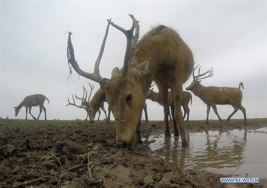 CHINA-JIANGSU-MILU NATIONAL NATURE RESERVE-POPULATION-GROWTH (CN)