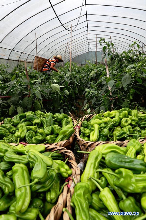 #CHINA-FARMING SEASON (CN)