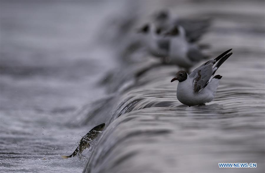 CHINA-QINGHAI-NAKED CARP-MIGRATION-SPAWNING (CN)