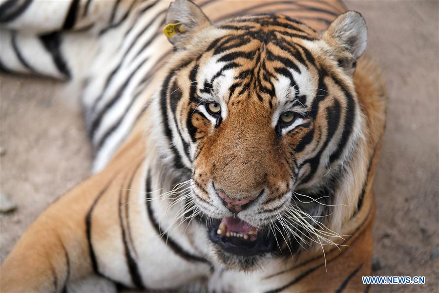 CHINA-HEILONGJIANG-SUMMER-SIBERIAN TIGERS (CN)