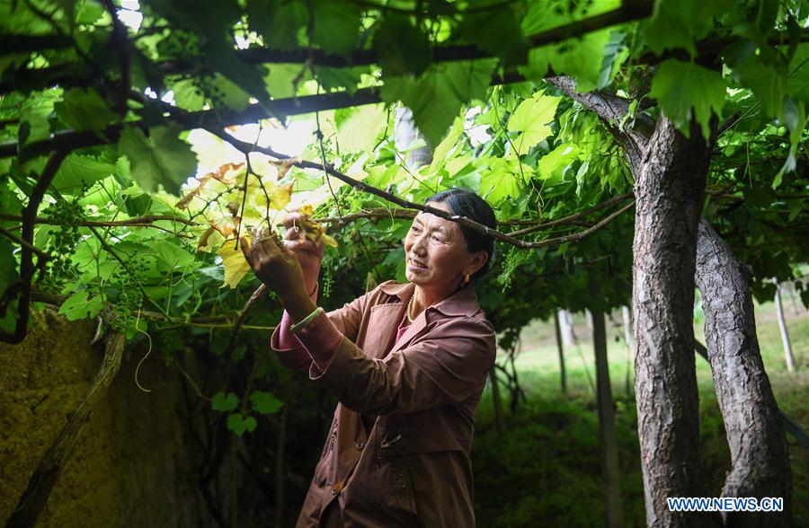 (InTibet)CHINA-ETHNIC NAXI PEOPLE-TIBETAN RED WINE (CN)