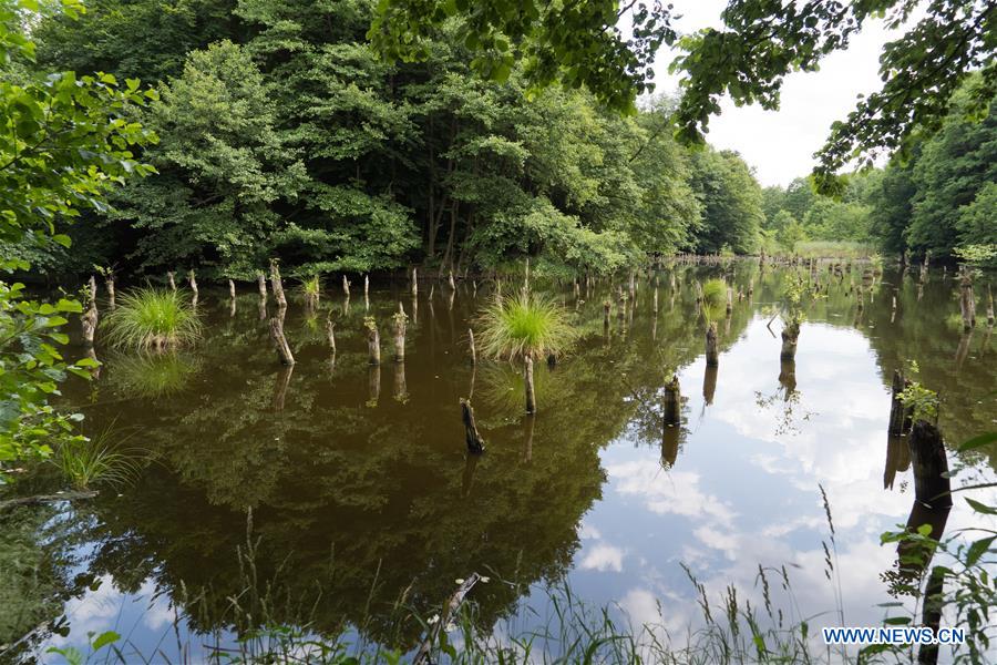 HUNGARY-HUSZAROKELOPUSZTA-FOREST