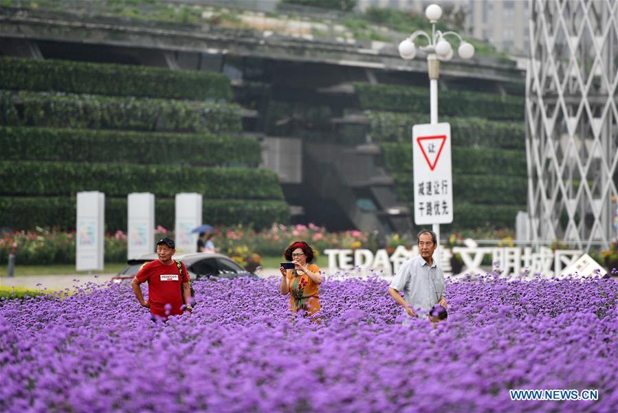 CHINA-TIANJIN-VERBENA FLOWER-TOURISM (CN)