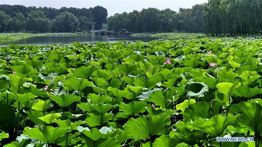 CHINA-BEIJING-YUANMINGYUAN-LOTUS-TOURISM (CN)