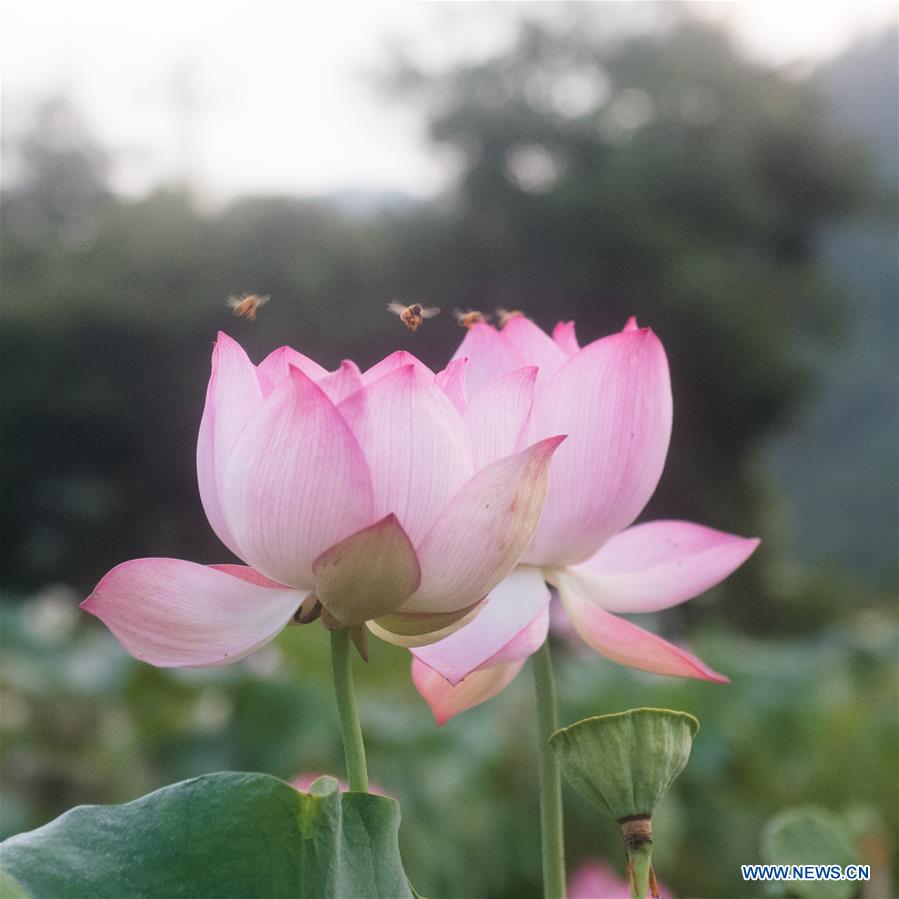 CHINA-ZHEJIANG-JIANDE-LOTUS-ECONOMY (CN)