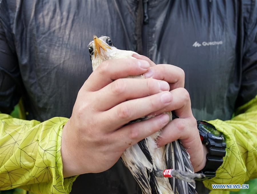 CHINA-ZHEJIANG-NINGBO-CHINESE CRESTED TERN(CN)