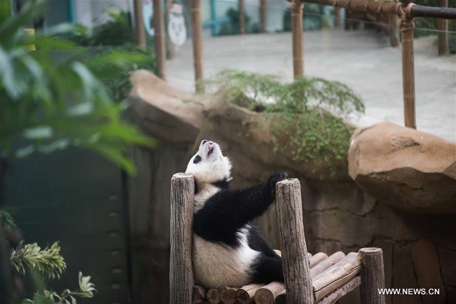 MALAYSIA-KUALA LUMPUR-GIANT PANDA CUB-NAMING-YI YI