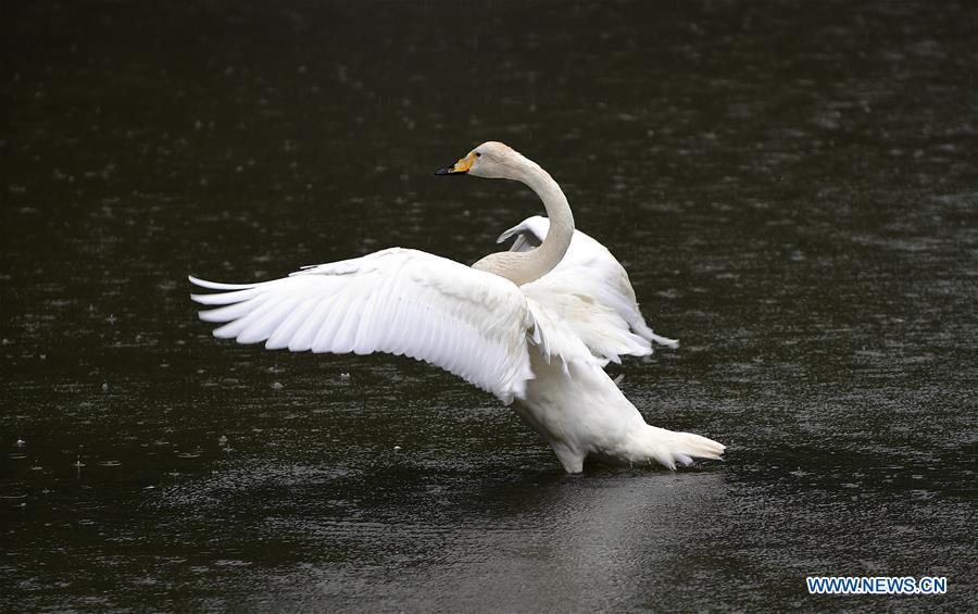 CHINA-JILIN-CHANGCHUN-ANIMALS-RAIN (CN)