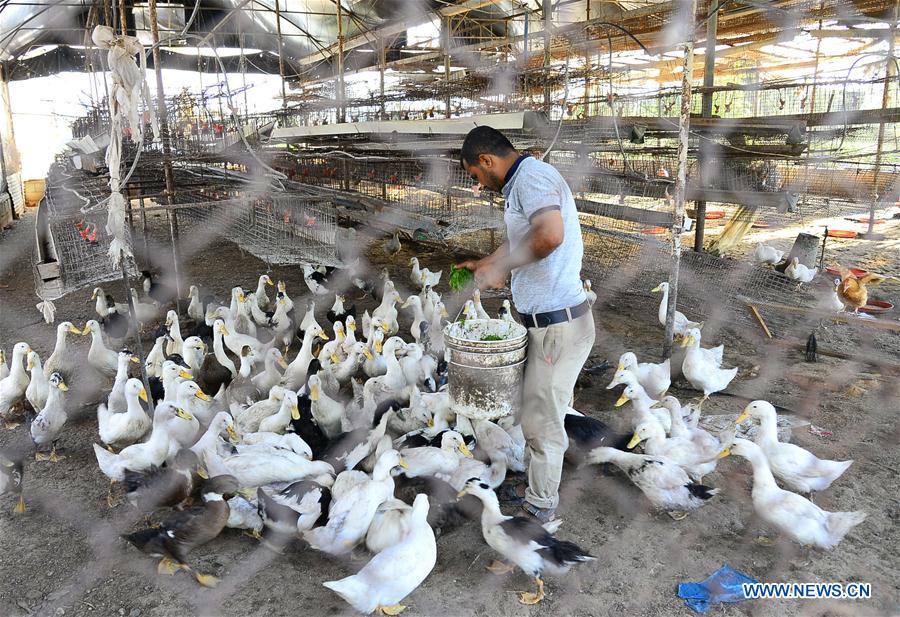 MIDEAST-GAZA-AZOLLA-LIVESTOCK