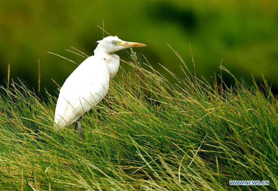 CHINA-CHIAYI-EGRETS (CN)