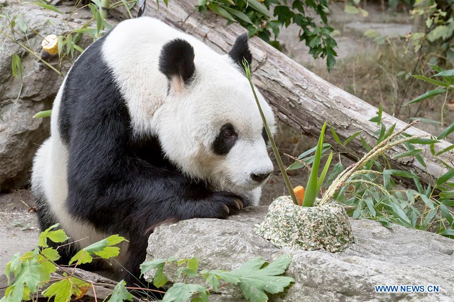 AUSTRIA-VIENNA-GIANT PANDA YUAN YUAN-BIRTHDAY