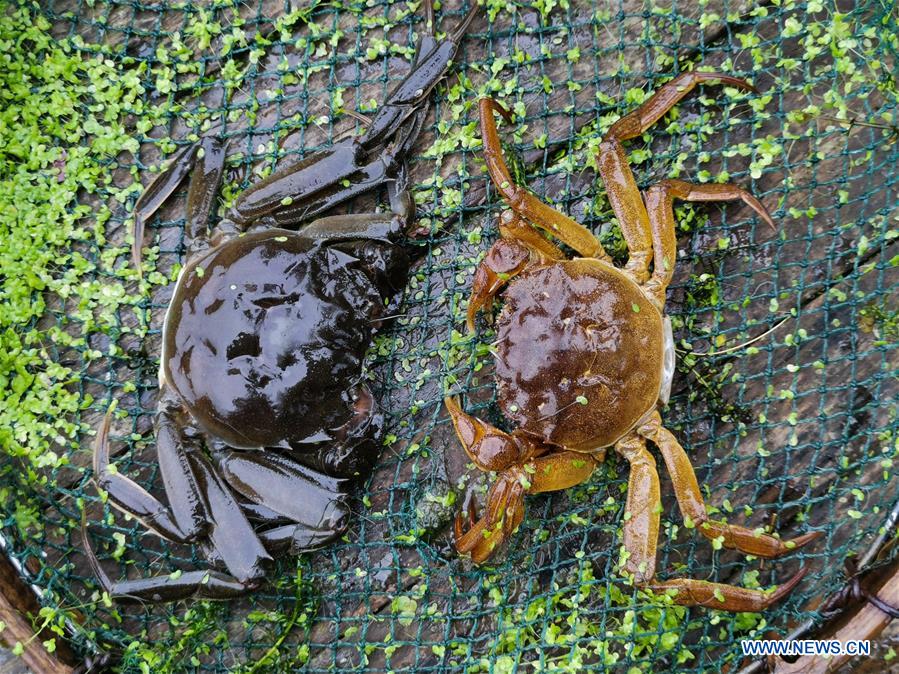 CHINA-ZHEJIANG-HUZHOU-CRAB (CN)