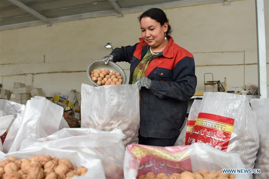 CHINA-XINJIANG-HOTAN-WALNUT-HARVEST (CN)