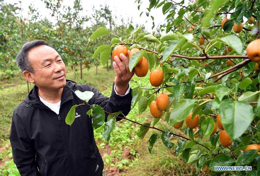 CHINA-HENAN-VETERAN-PEAR GROWING (CN)