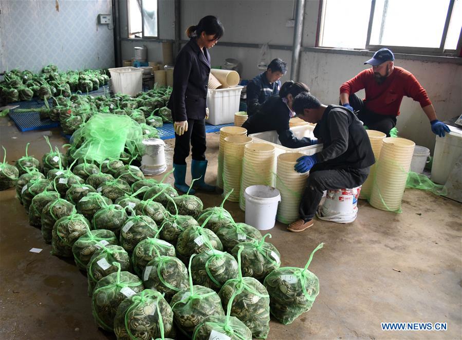 CHINA-SHANDONG-HAIRY CRABS-HARVEST (CN)