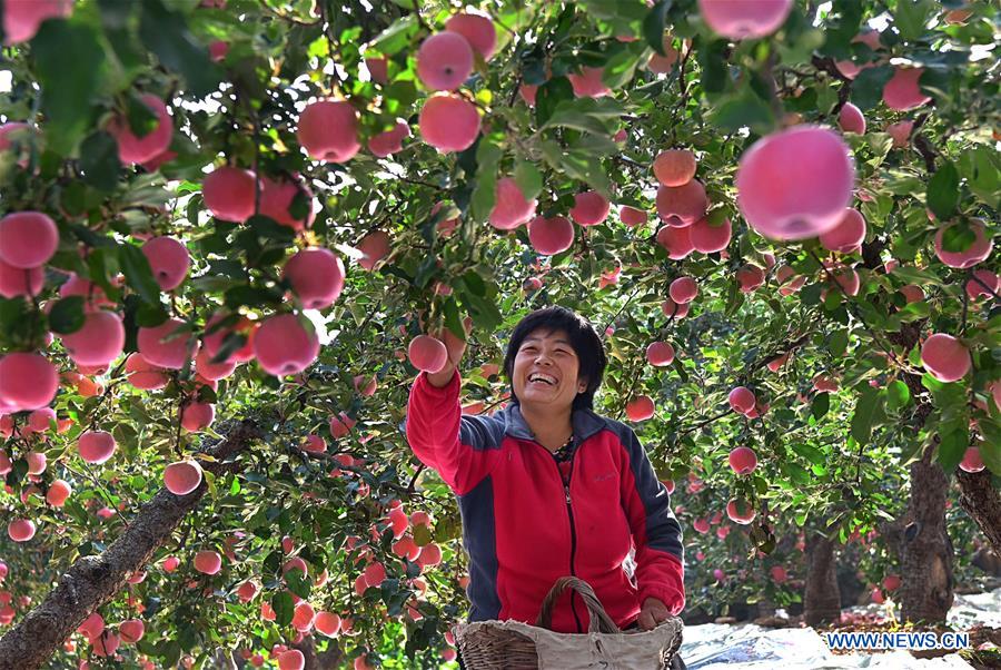 CHINA-SHANDONG-YIYUAN-APPLE-HARVEST (CN)