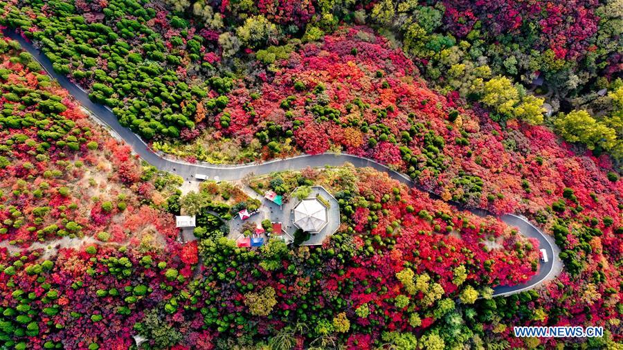 CHINA-SHANDONG-JINAN-AUTUMN SCENERY (CN)