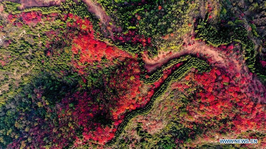 CHINA-SHANDONG-JINAN-AUTUMN SCENERY (CN)