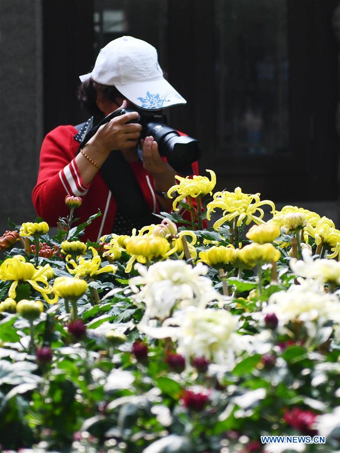 CHINA-SHANDONG-JINAN-CHRYSANTHEMUM (CN)