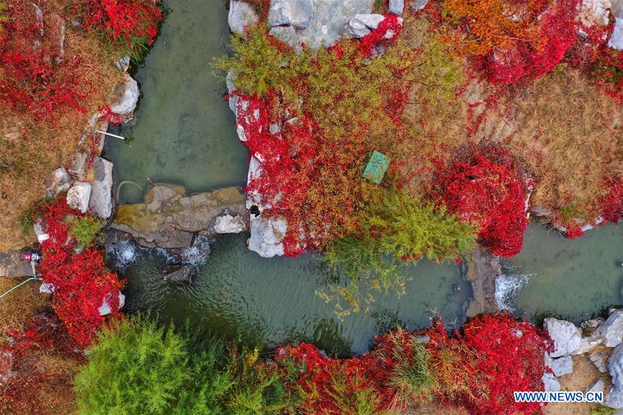 CHINA-HEBEI-TANGSHAN-NANHU PARK-AUTUMN SCENERY (CN)