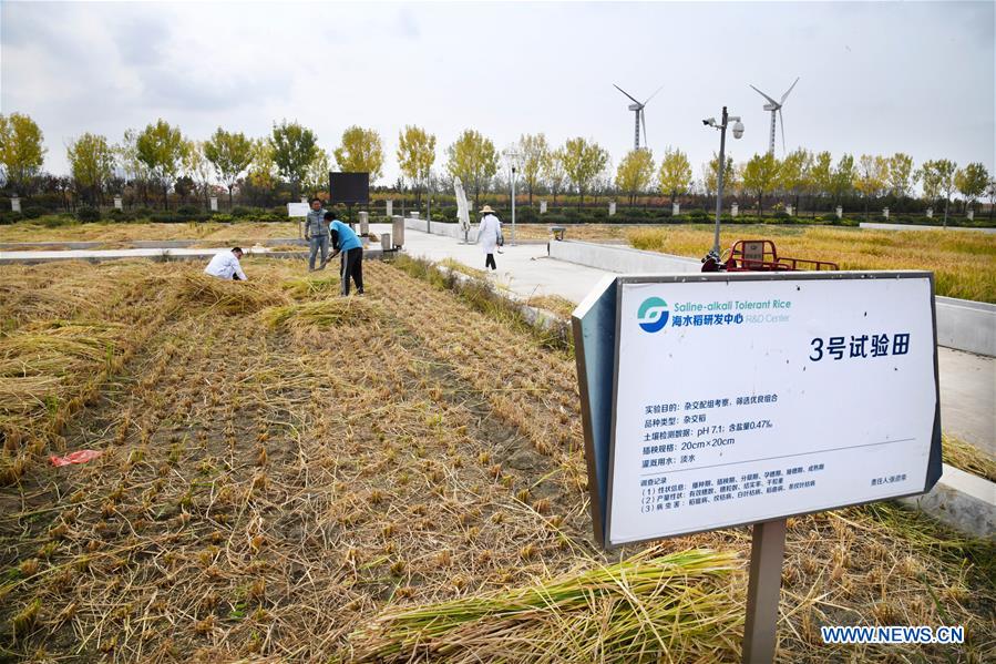 (EyesonSci)CHINA-SHANDONG-SALINE SOIL RICE (CN)