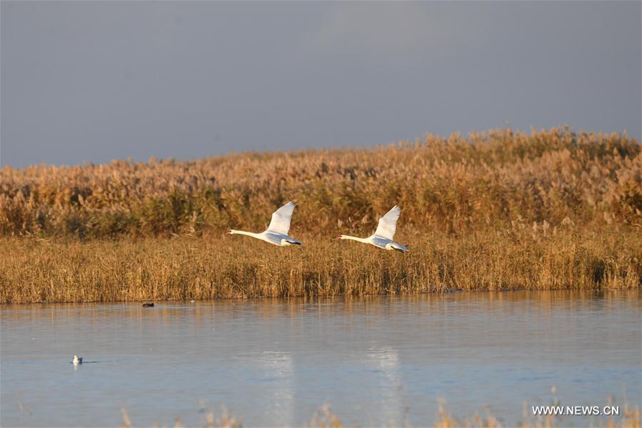 CHINA-INNER MONGOLIA-BAYANNUR-SWAN (CN)